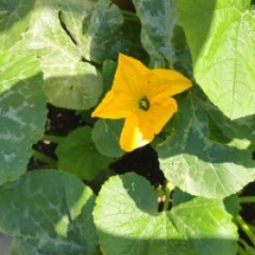 Kurbisblute 2026-06-20 11.10.